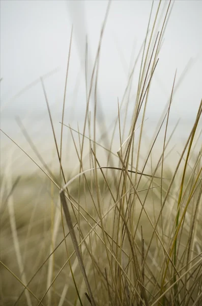 Yellow dry grass background — Stock Photo, Image