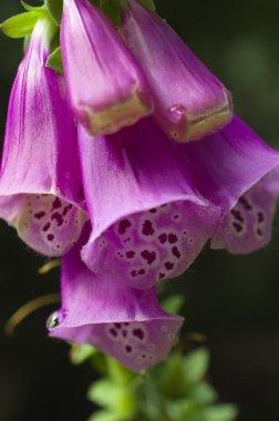 Bir yüksükotu closeup