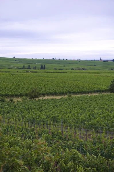 Paysage des vignobles allemands — Photo