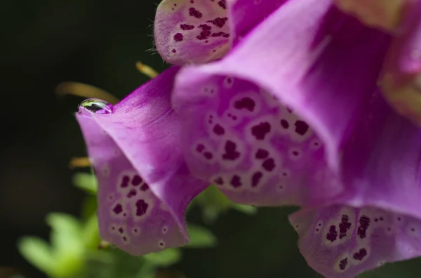 Closeup of a foxglove — Stock Photo, Image