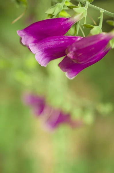 Záběr náprstník — Stock fotografie