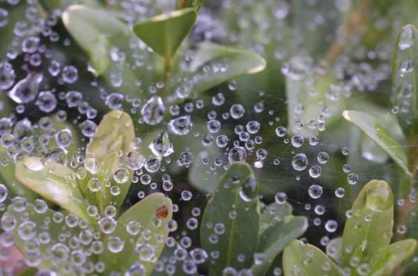 Water drops on a spider web — Stock Photo, Image