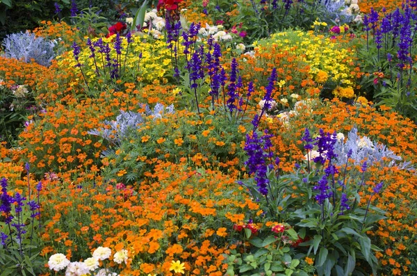 Äng med blommor — Stockfoto