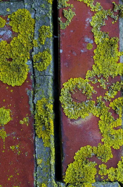 Moss och bark textur — Stockfoto