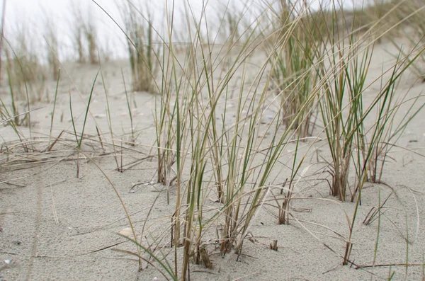 Uma dunas cobertas de grama — Fotografia de Stock