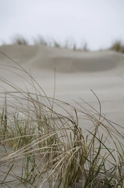 Des dunes couvertes d'herbe — Photo