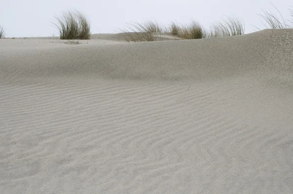 En gräsbevuxna sanddynerna — Stockfoto