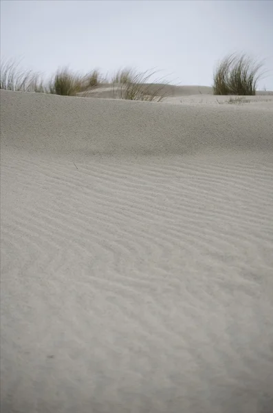 Dunas cubiertas de hierba —  Fotos de Stock