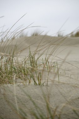 Seaside Dunes