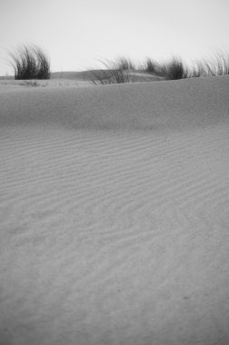 Seaside Dunes