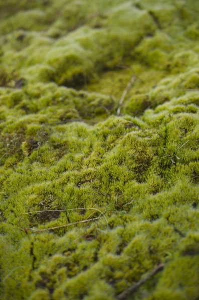 Champ avec mousse verte — Photo