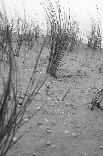 Приморские дюны — стоковое фото