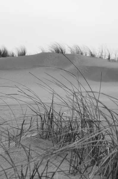 Dunas junto al mar — Foto de Stock