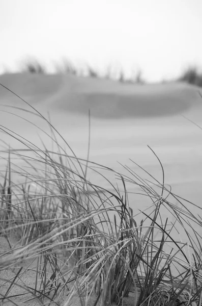 Dünen am Meer — Stockfoto