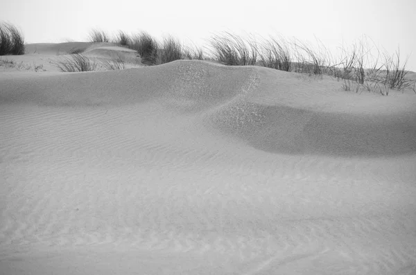 Dunes du bord de mer — Photo