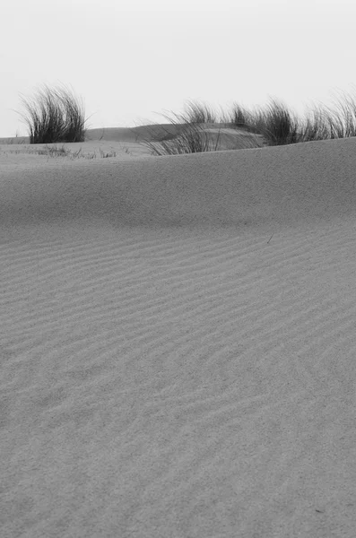 Dunes du bord de mer — Photo