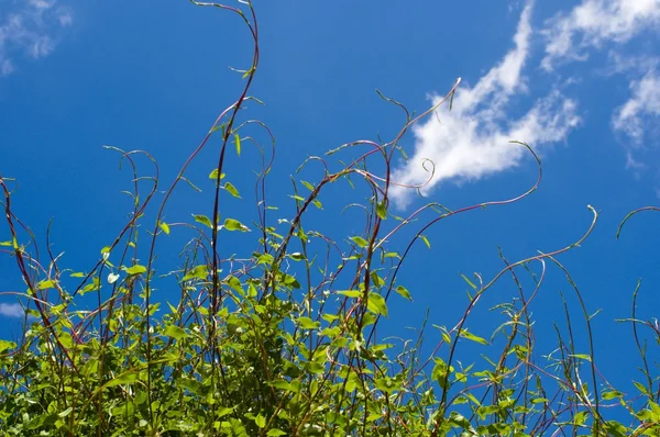 Bush met groene bladeren — Stockfoto