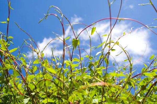 Yeşil yaprakları ile bush — Stok fotoğraf