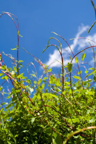 Yeşil yaprakları ile bush — Stok fotoğraf