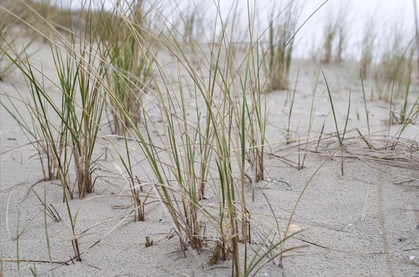 Seegras, Dünen und Sand — Stockfoto
