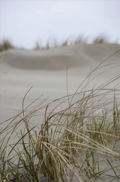 海草、 沙丘和沙 — 图库照片