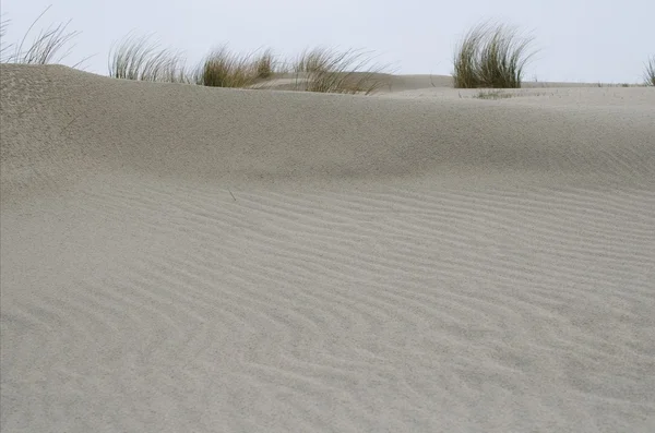 Zeegras, duinen en strand — Stockfoto