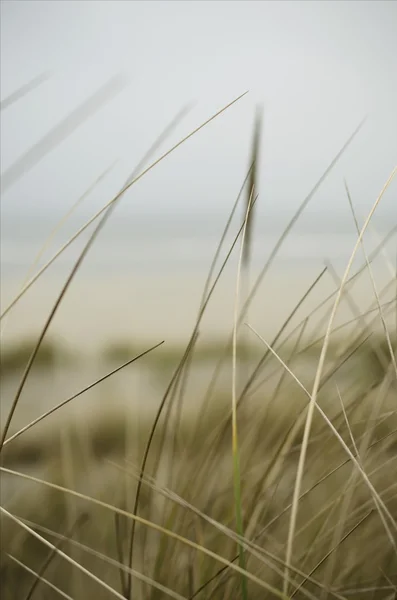 海草、 沙丘和沙 — 图库照片