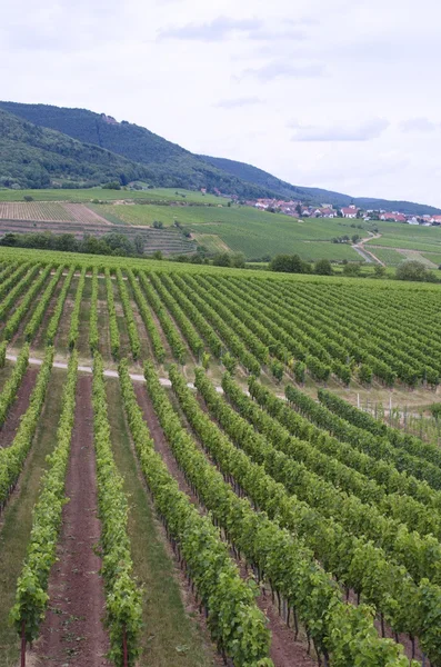 Německé vinic krajina — Stock fotografie