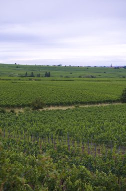 Alman wineyards manzara