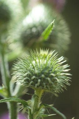 Menekşe dulavratotu çiçek