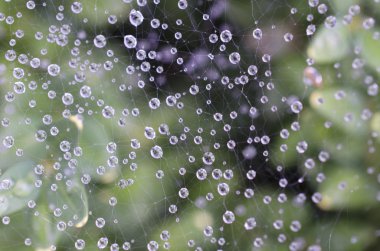 Damla ile örümcek ağı