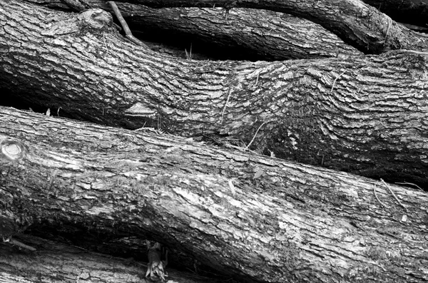 Raízes de árvores na floresta — Fotografia de Stock