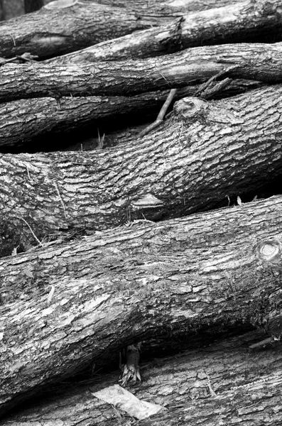 Raízes de árvores na floresta — Fotografia de Stock