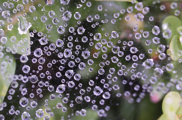 Cobweb avec des gouttes — Photo