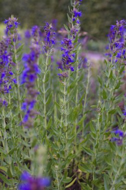 Genç mor çiçekler