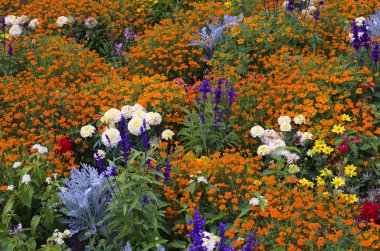 farklı alan çiçek