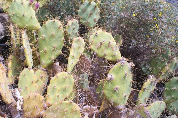 Naturliga blommor cactus bakgrund — Stockfoto