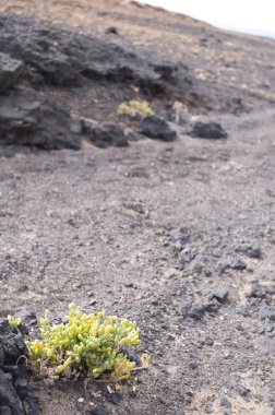 Kaba volkanik manzara