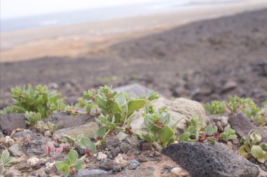 Kaba volkanik manzara