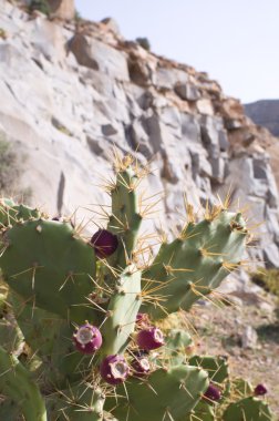 Kaba volkanik manzara