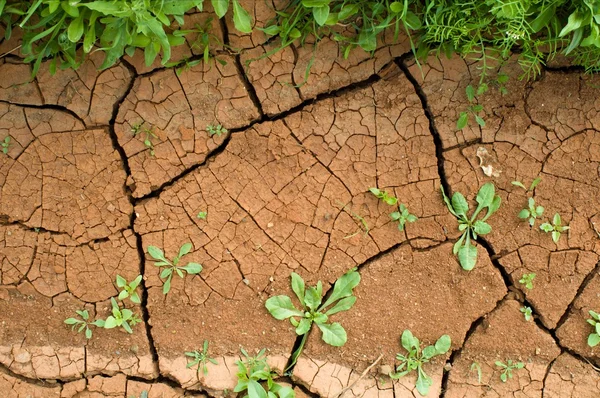 Eroded earth with green grass — Stockfoto