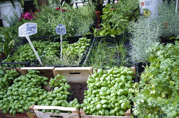 Zelené rostliny na trhu — Stock fotografie