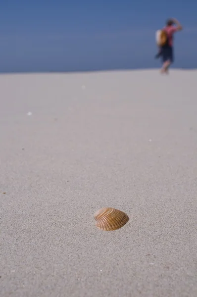 Παραλία με άμμο και το κέλυφος — Φωτογραφία Αρχείου