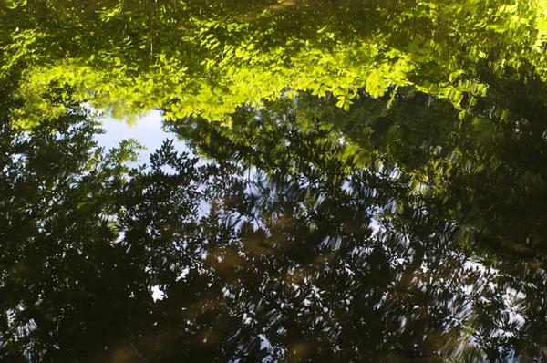 Árvores reflexão no lago — Fotografia de Stock