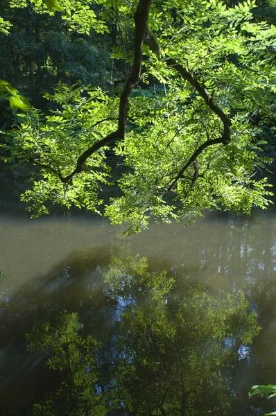 Árvores reflexão no lago — Fotografia de Stock