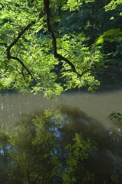 Árvores reflexão no lago — Fotografia de Stock