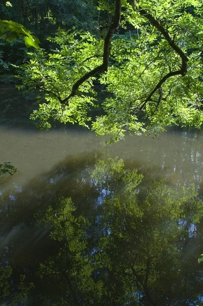 Árvores reflexão no lago — Fotografia de Stock