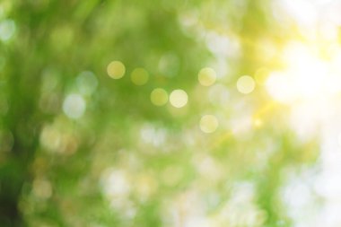 Yeşil doğa güneş ışığı soyut arkaplan bokeh renkli. Klasik pastel renk tonu.