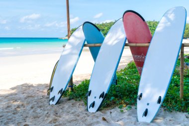 Yaz plajında kiralanacak çok sörf tahtası var.. 