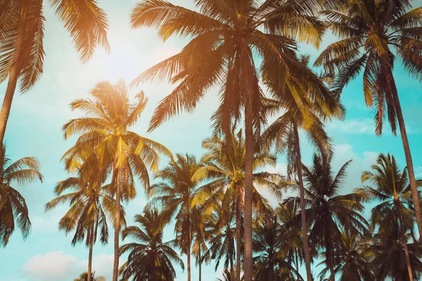 Palmiers Tropicaux Cocotiers Sur Coucher Soleil Ciel Fusée Éclairante Fond — Photo